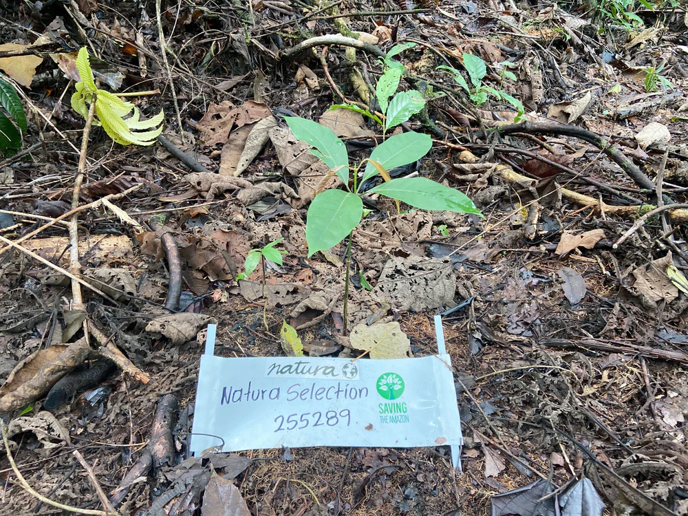 Imagen del suelo de un bosque y un papel con el número de arboles plantados
